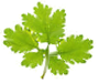 ATEJ